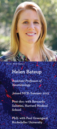 Helen Bateup