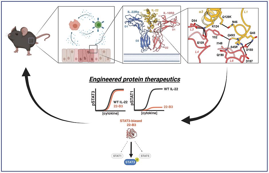 Saxton protein engineering research