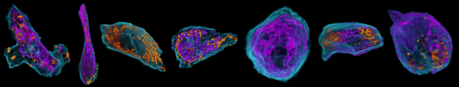 Zebrafish Eye Cell Organelles