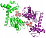 Image of the structure of the Mycobacterial sulfotransferase we call stf0
