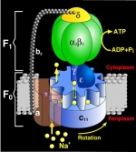 The structure of ATP synthase, the universal protein that manufactures ATP